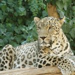 Panthera pardus tulliana, Persische Leopard