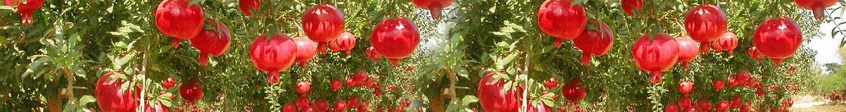 Anar-Pomegranate