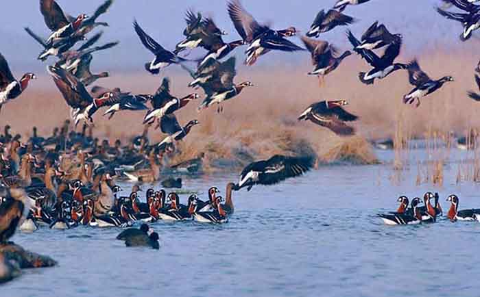 Oiseaux Migrateurs-Iran