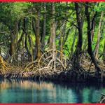Мангровые леса Хара - вечнозеленый лиственный лес
