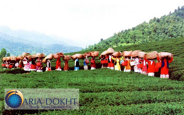 чайный сад Лахиджан