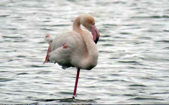 Flamingo- Iran